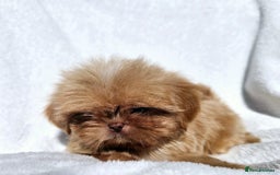 Shih Tzu dogs for sale: Ready now looking for their forever homes  - Image 16