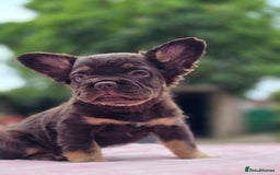 French Bulldog dogs for sale: Fluffy french bulldogs carrying Pink - Image 5
