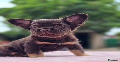 French Bulldog dogs - Advert 11