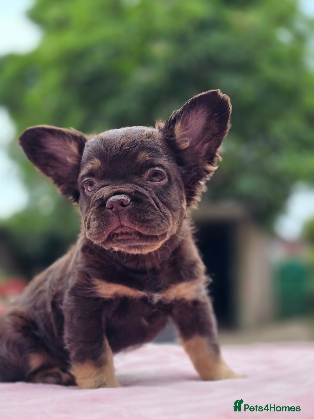 French Bulldog dogs for sale: Fluffy french bulldogs carrying Pink - Image 5