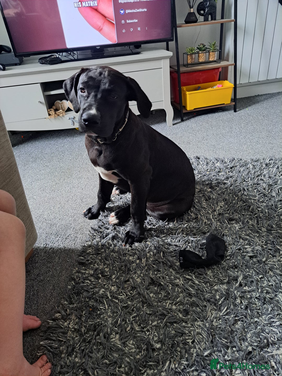 Mixed Breed dogs for sale: Meet bonnie 5month old cano corso X staffy  - Image 2