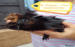 Guinea Pig rodents for sale: Abyssinian female guinea pigs for sale  - Image 3