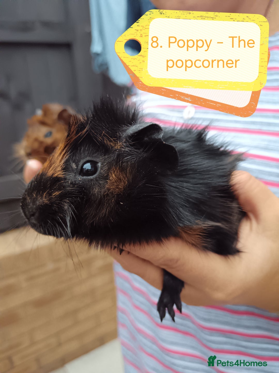 Guinea Pig rodents for sale: Abyssinian female guinea pigs for sale  - Image 3