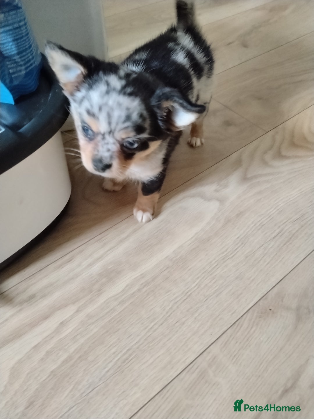 Chihuahua dogs for sale: Chihuahua girl  - Advert 5