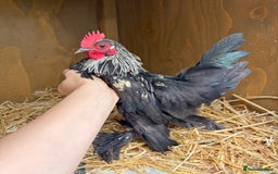 Chickens poultry for sale: Sablepoot Booted Bantam Pullets & Cockerels - Image 8