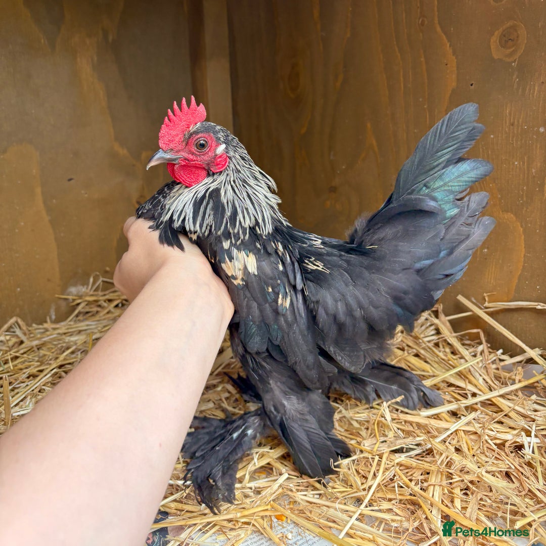 Chickens poultry for sale: Sablepoot Booted Bantam Pullets & Cockerels - Image 8