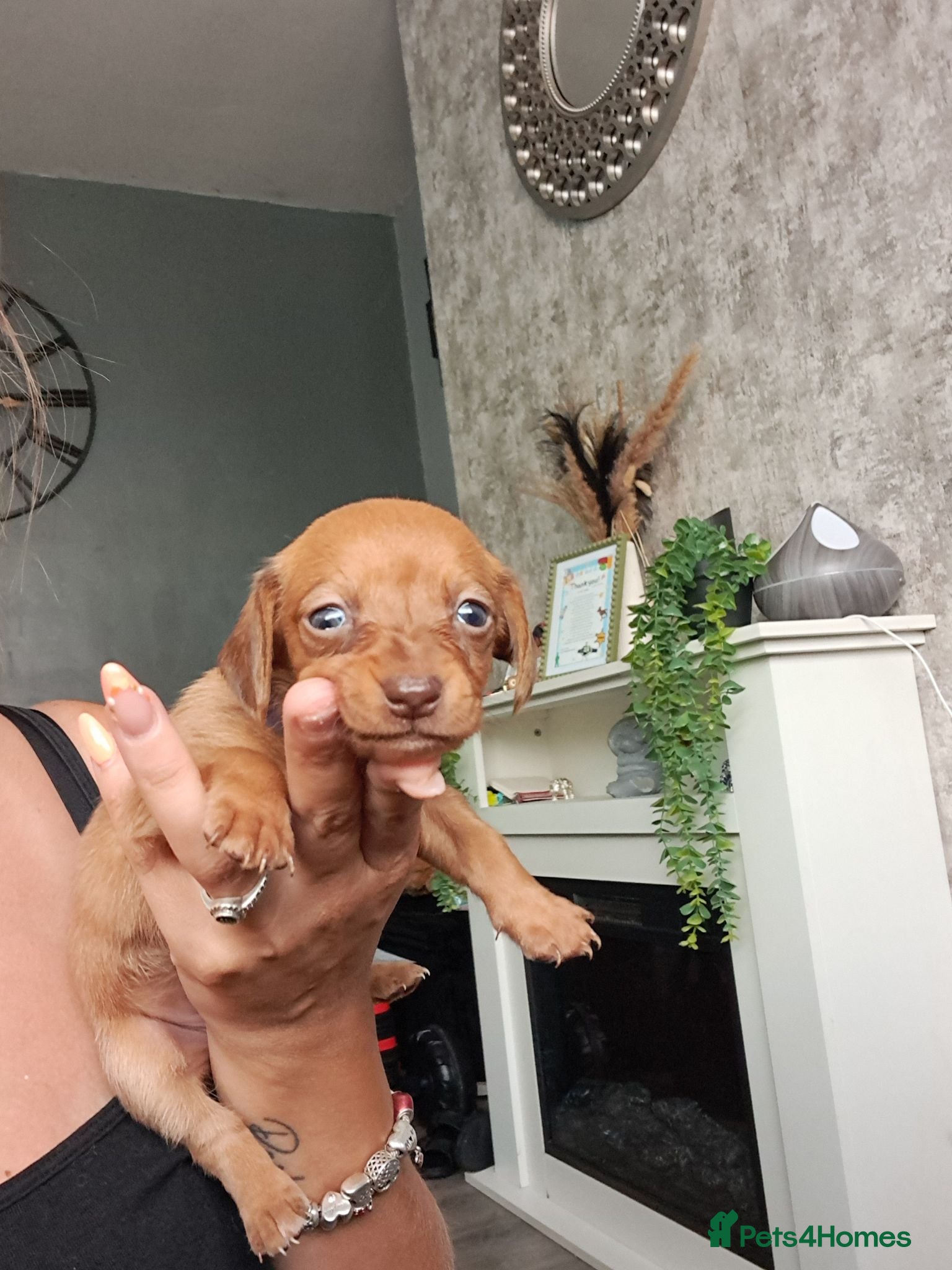 Chiweenie dogs Dachshund  - Advert 14