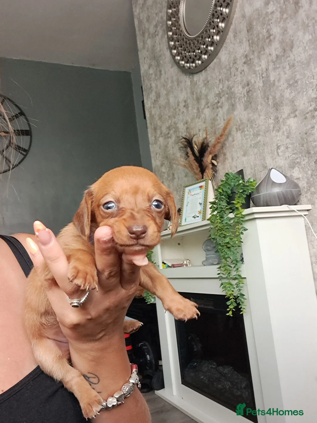Chiweenie dogs for sale: Dachshund  - Advert 1