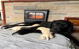 Labrador Retriever dogs for sale: Lablador retriever puppy’s  - Image 8