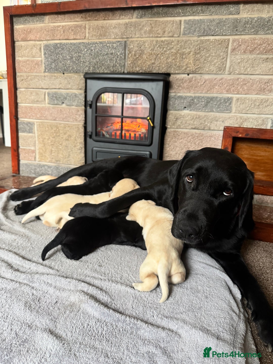 Labrador Retriever dogs for sale: Lablador retriever puppy’s  - Image 8