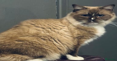 Ragdoll cats Ragdoll female  - Advert 6