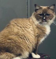 Ragdoll cats Ragdoll female - Advert 6