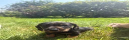Dachshund dogs for sale: KC REG STANDARD WIRED HAIRED DACHSHUND (TECKELS) - Advert 6