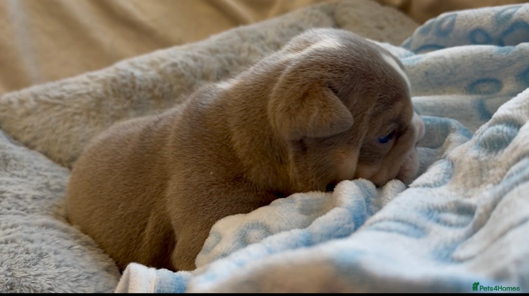 English Bulldog dogs for sale: Stunning posherbulls Turkish pups (last pup left) - Advert 3