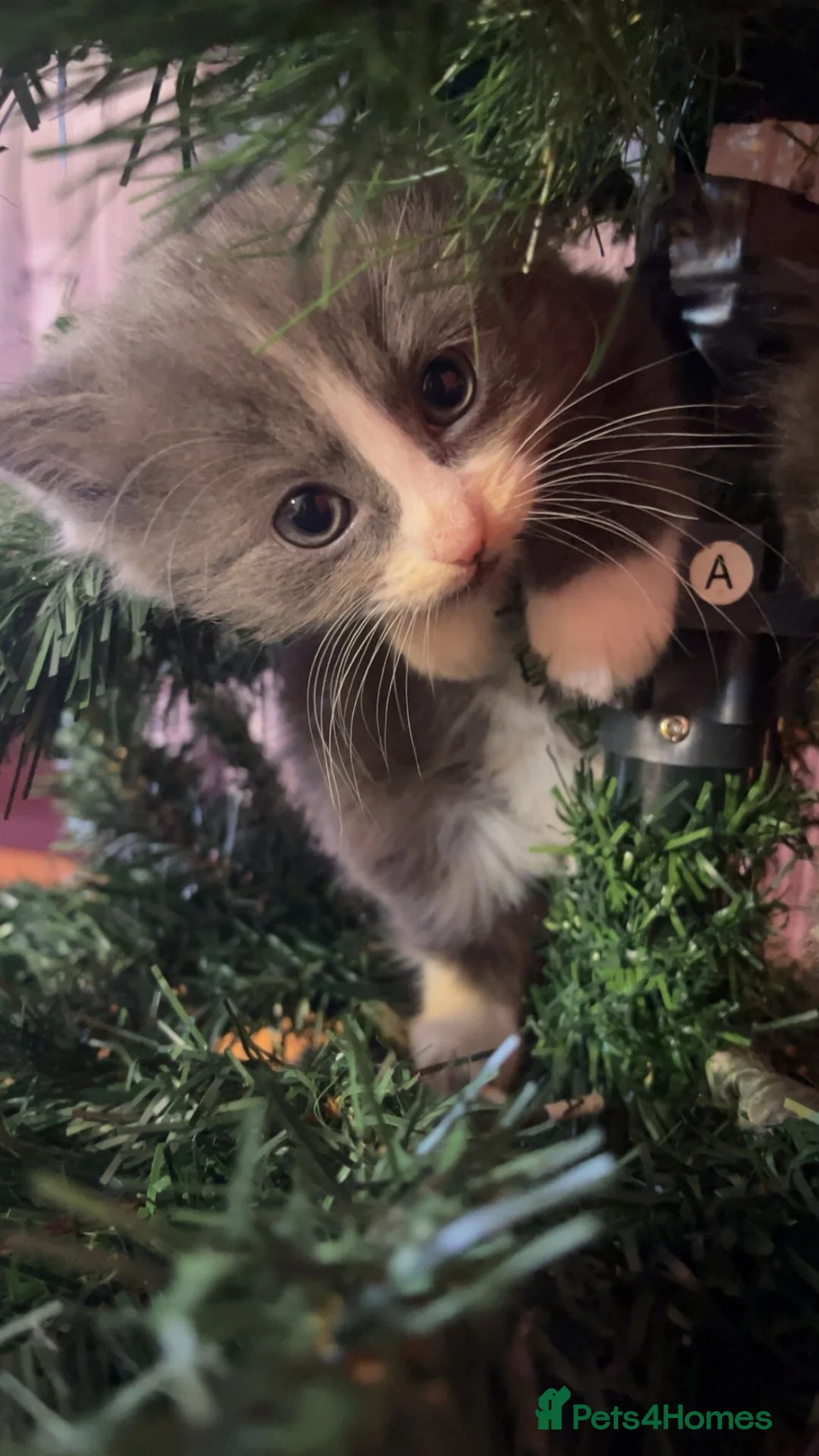 Ragdoll cats for sale: Last Boy x Ragdoll Dark grey kitten - Advert 7