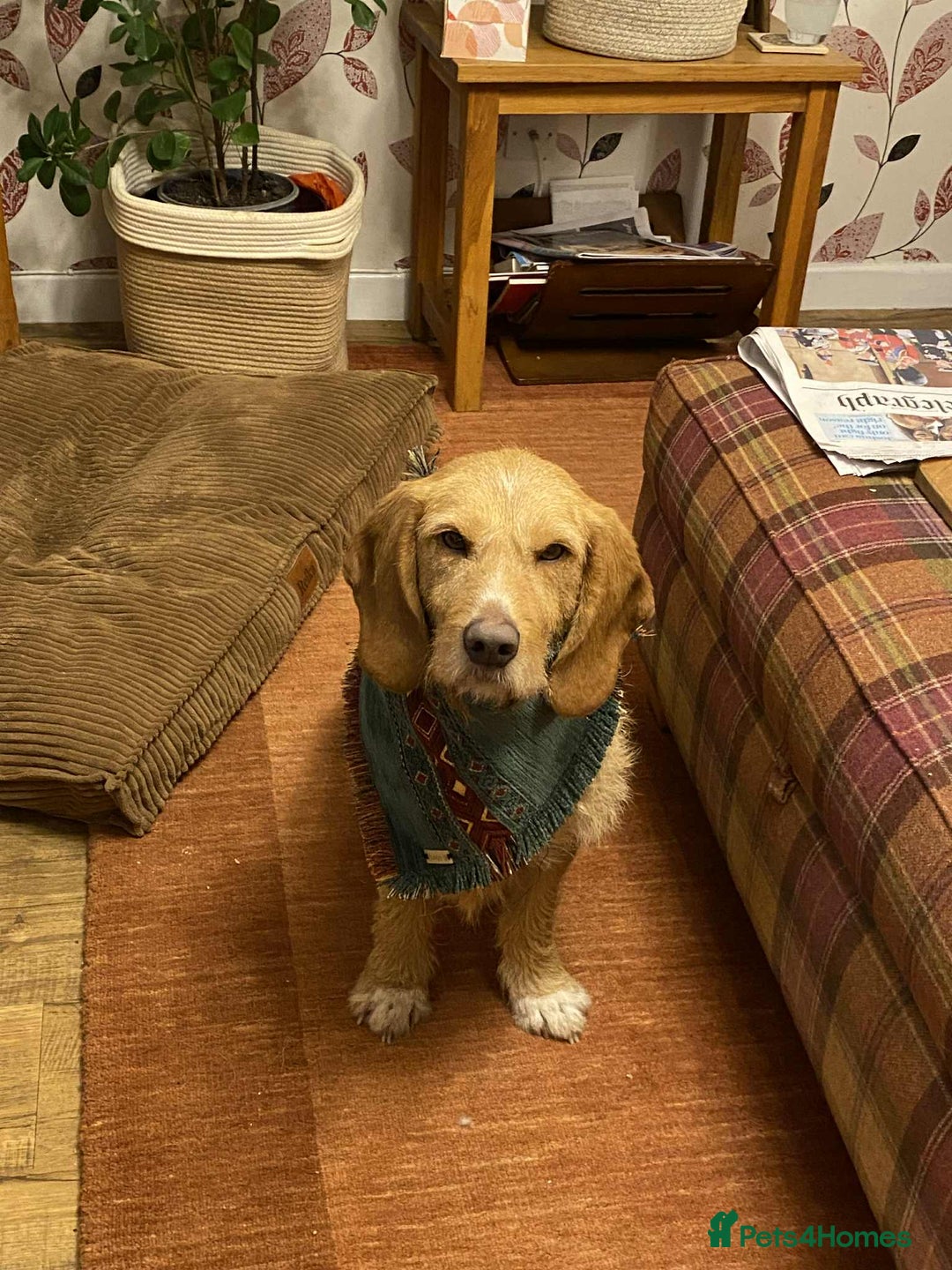 Basset Fauve De Bretagne dogs for adoption: Handsome Howie looking for adoption - Advert 2