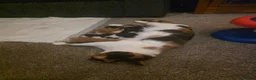 Mixed Breed cats for sale: Cute kittens! Beautiful litter! Home checks!  - Advert 12