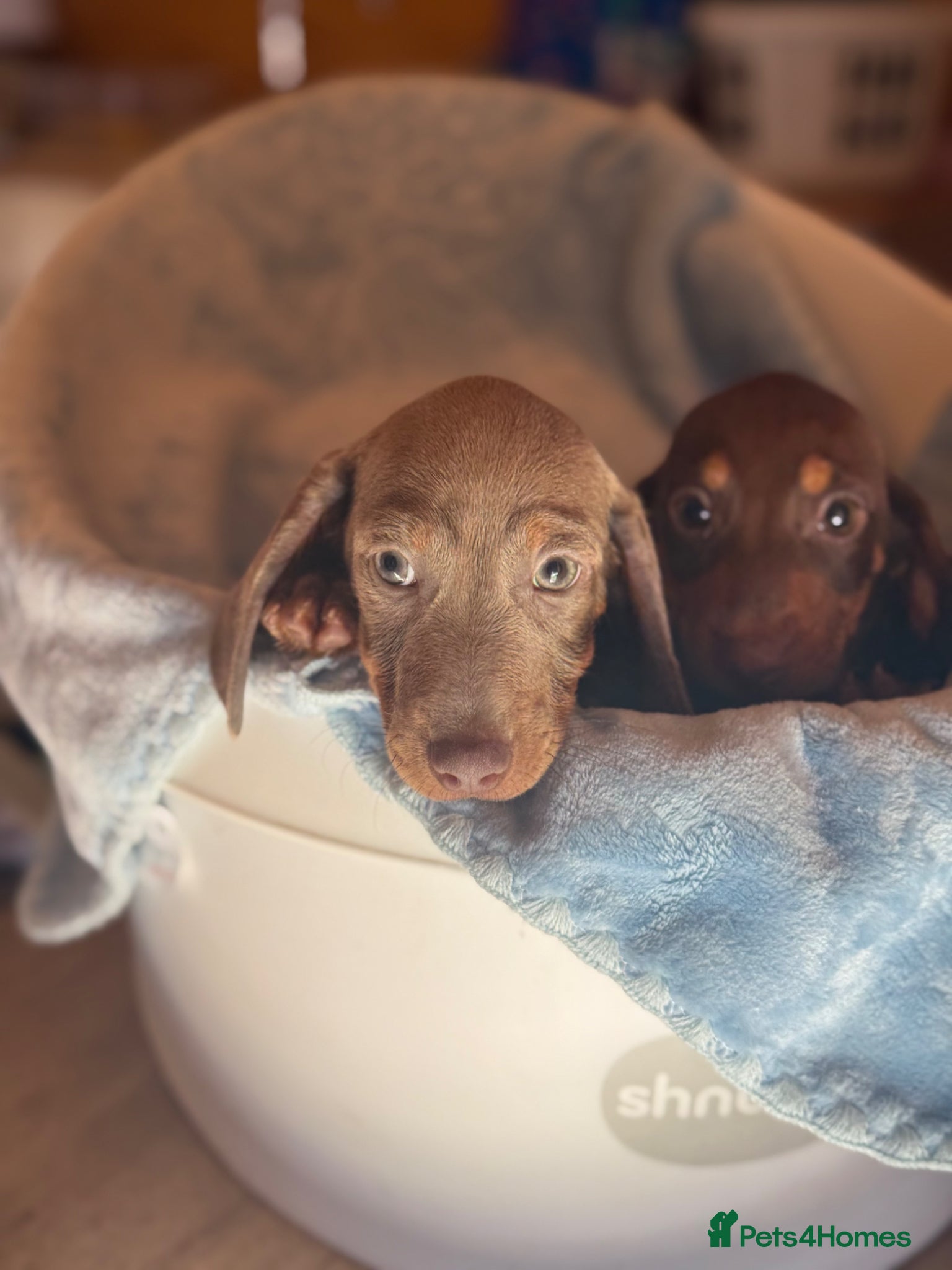 Miniature Dachshund dogs 3 Miniature dachshund puppies 🐶  - Advert 2