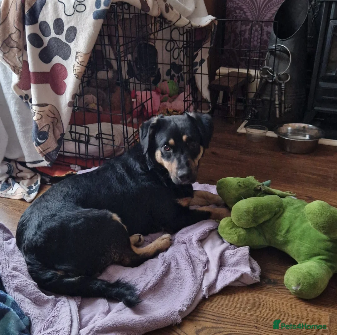 Mixed Breed dogs for adoption: Pammy in Milton Keynes - Advert 2