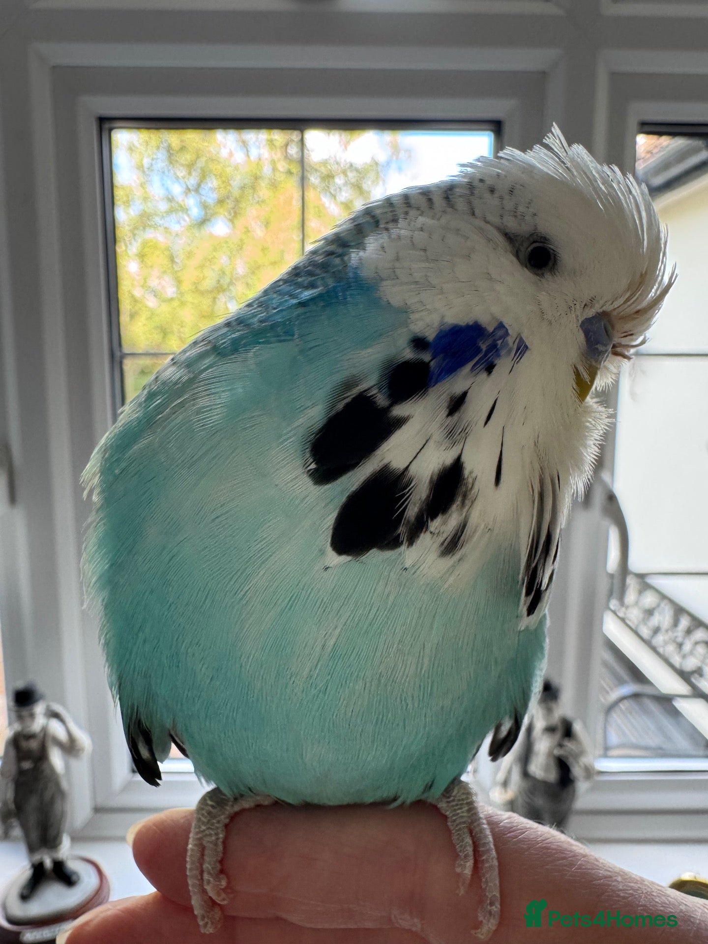 Budgerigars birds Stunning Super Tame Male Exhibition Budgie - Advert 18