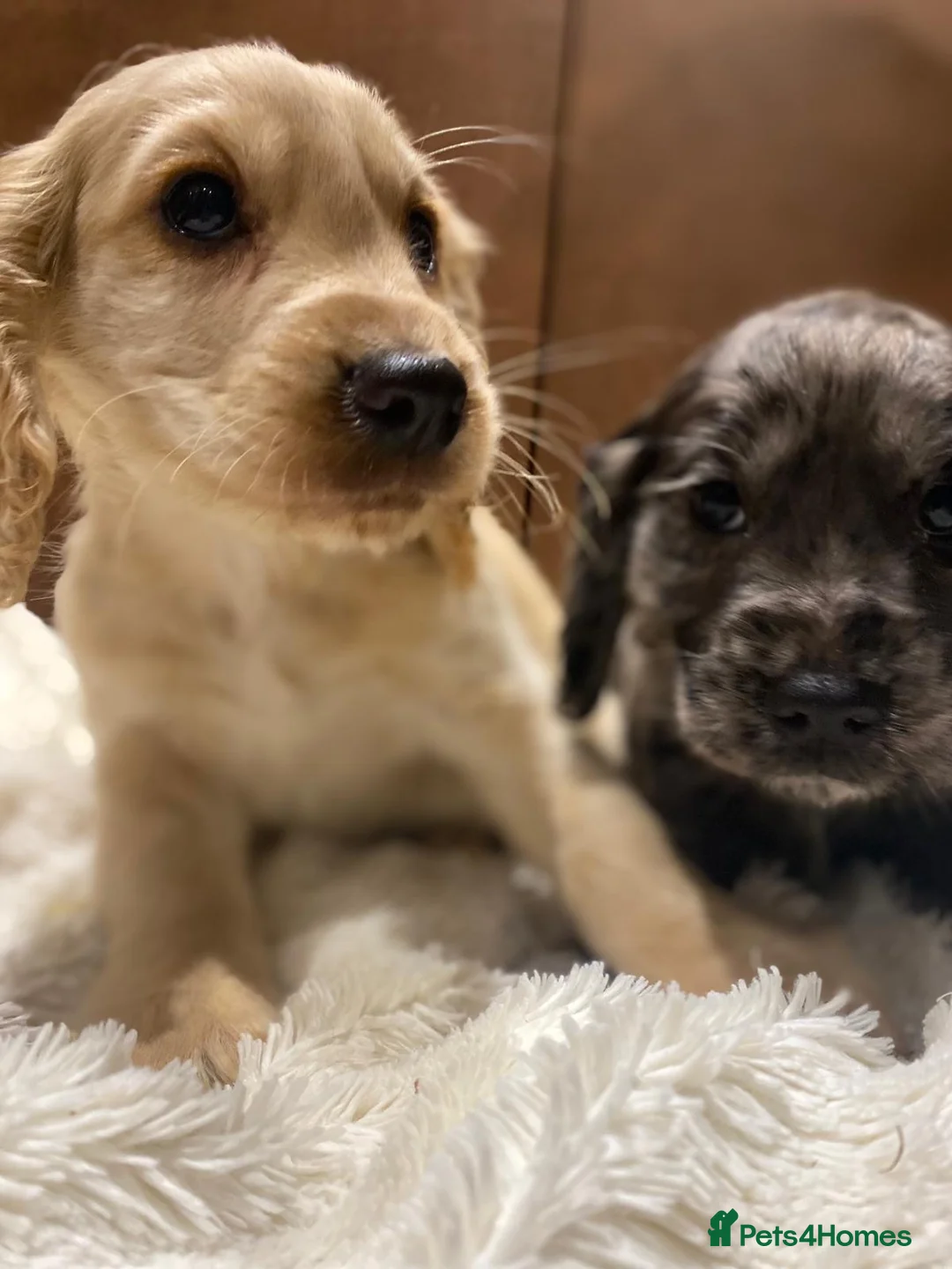 Cocker Spaniel dogs for sale: 🐶 COCKER SPANIEL PUPPIES 🐶  - Advert 17