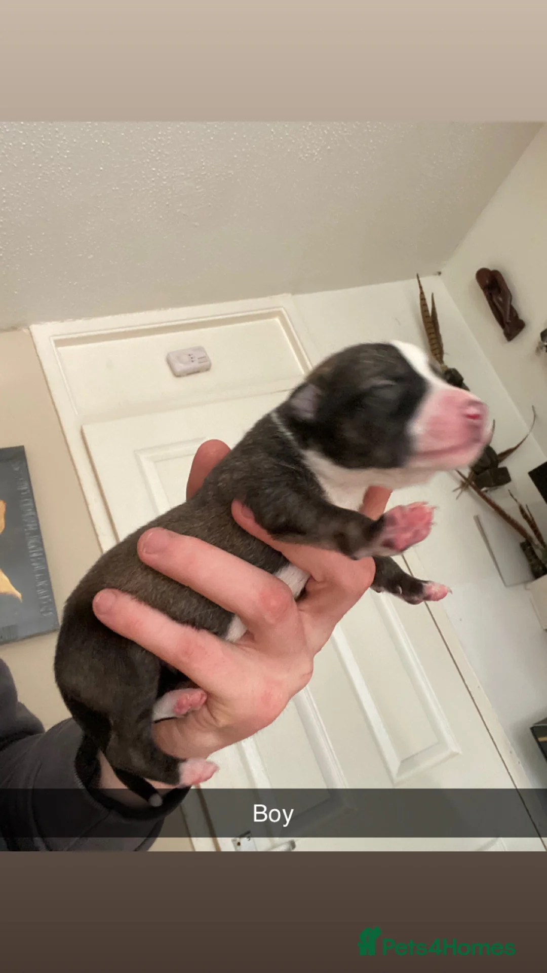 Mixed Breed dogs for sale: Whippet x  greyhound puppies - Advert 9