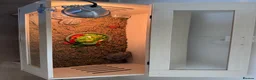 Tortoise reptiles for sale: 3 x Hermann Tortoises (2 x 6 yrs & 1 x 3 yrs - Advert 3