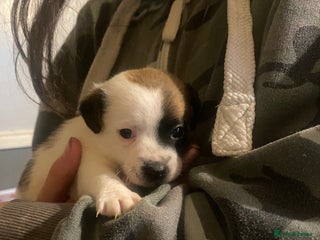 Jack Russell dogs Jack Russell x jacktzu - Advert 10