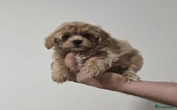 Maltipoo dogs for sale: Maltipoo Puppies – 3 Girls & 3 Boys - Image 9