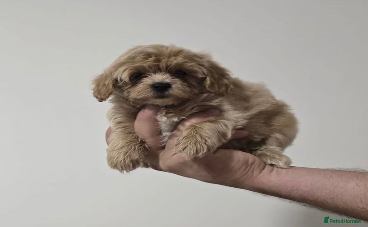 Maltipoo dogs - Advert 1