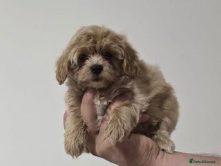 Maltipoo dogs - Advert 1