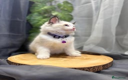 Ragdoll cats for sale: 💎 Purebred Ragdoll kittens-Champion Bloodlines 💎 - Image 4