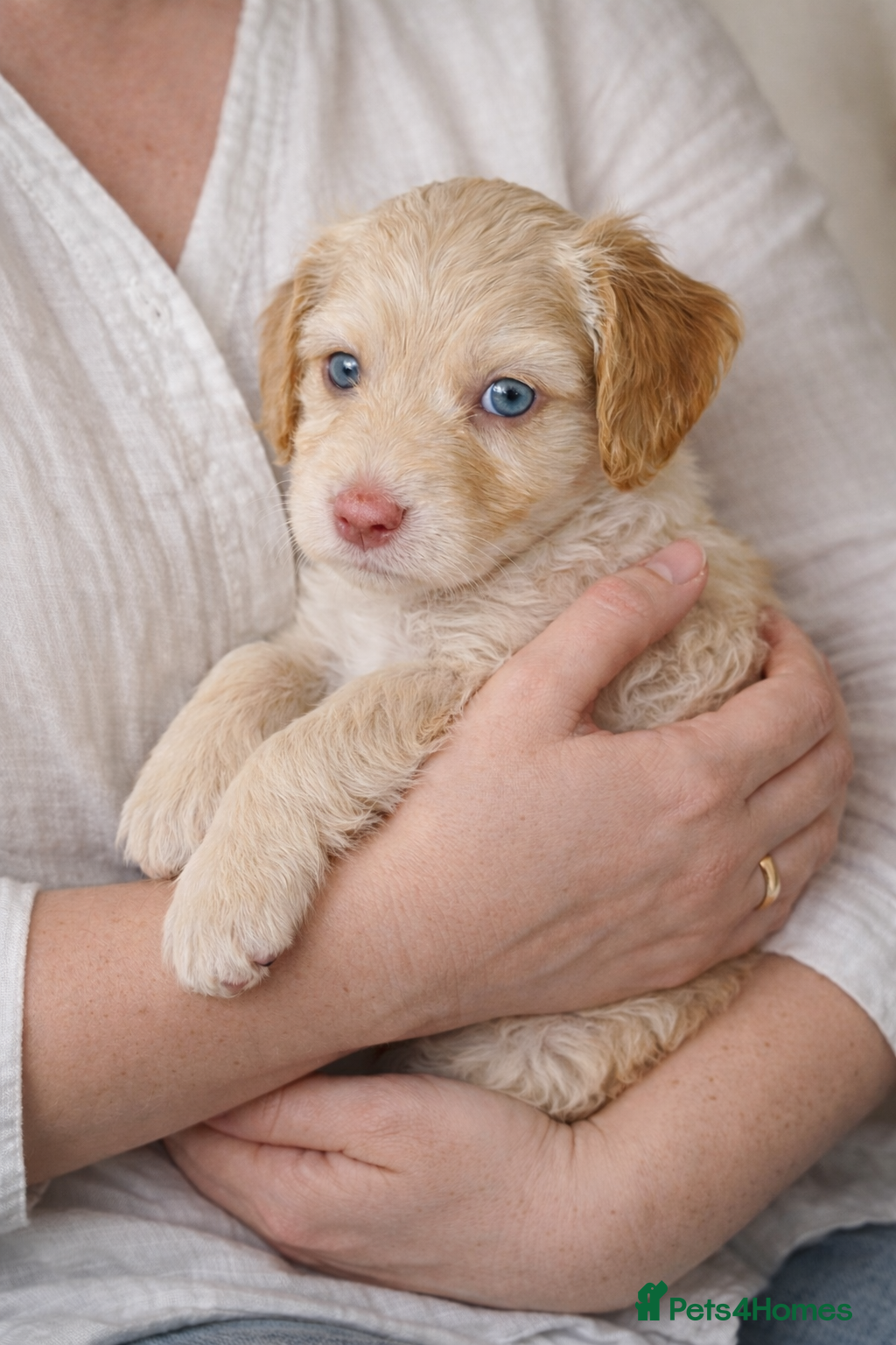 Cockapoo dogs Beautiful Chocolate and Beige Cockapoo Puppies - Advert 17