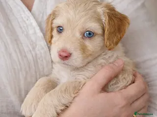 Cockapoo dogs Beautiful Chocolate and Beige Cockapoo Puppies - Advert 17