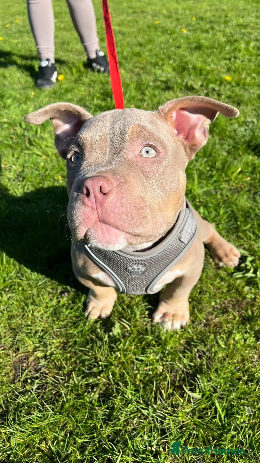 American Bully dogs POCKET BULLYS CHAMPION BLOOD LINES ABKC REGISTERD - Advert 7