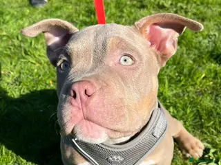 American Bully dogs POCKET BULLYS CHAMPION BLOOD LINES ABKC REGISTERD - Advert 15