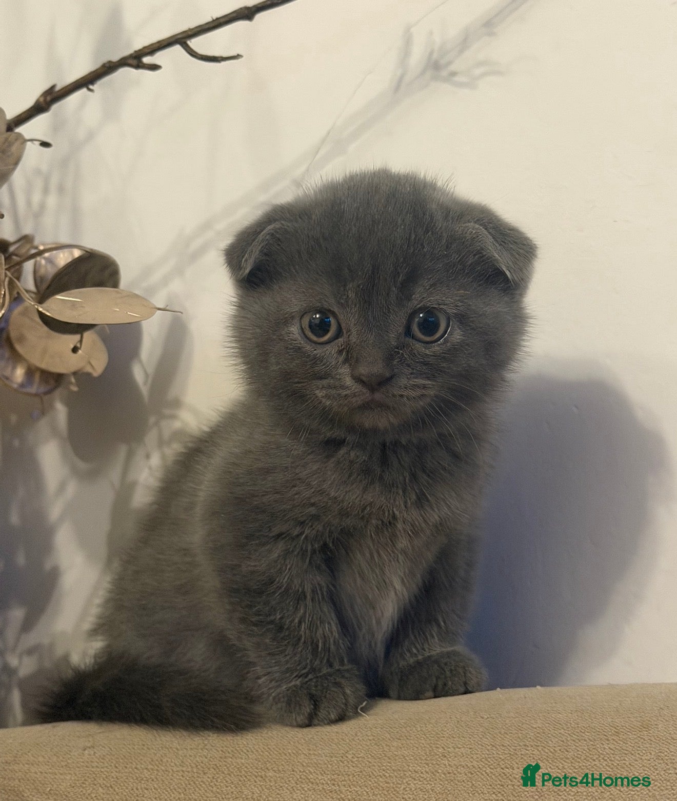 Scottish Fold cats for sale: 🐾  Adorable Scottish Fold Kittens  - Advert 6