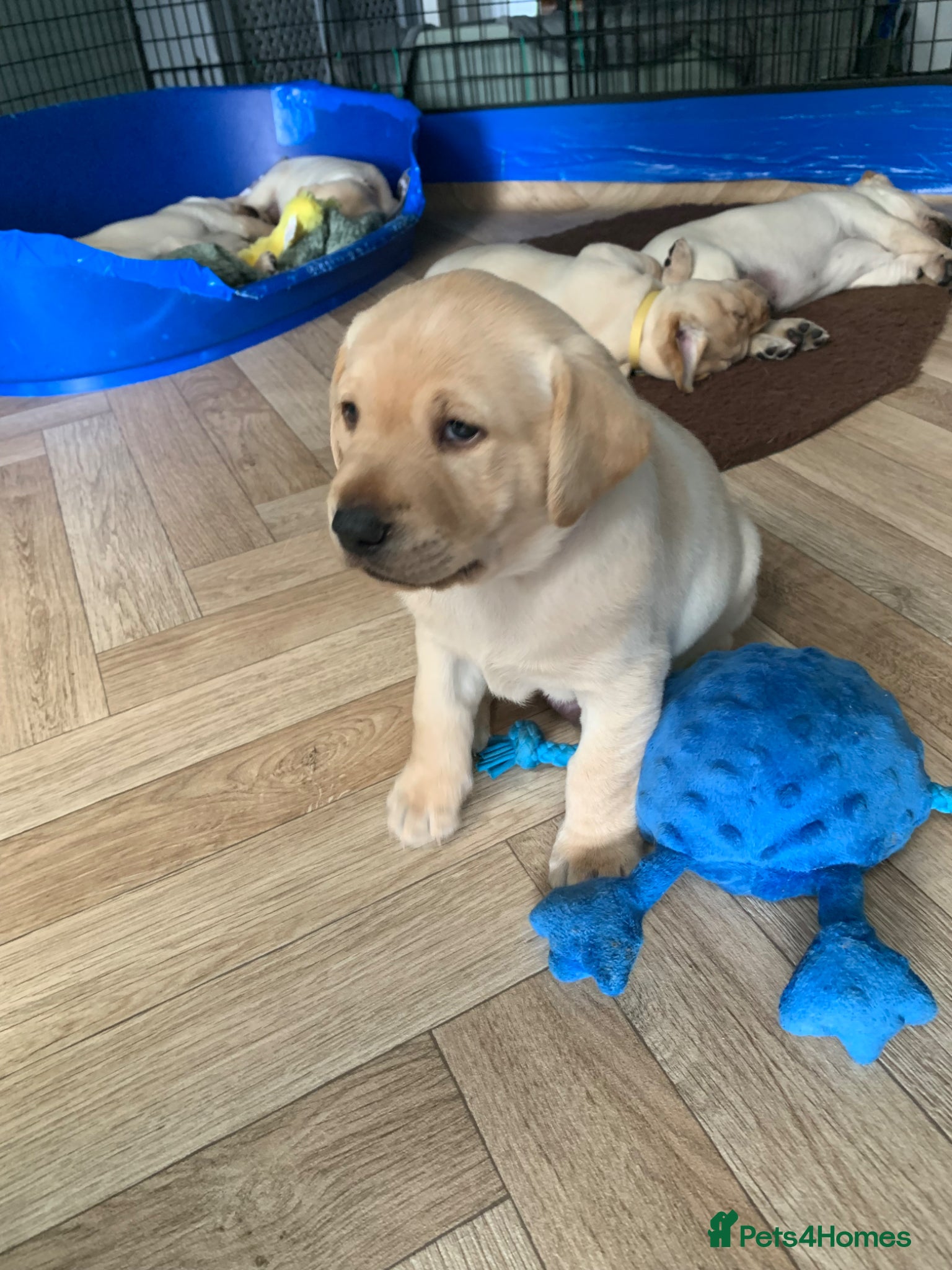 Labrador Retriever dogs for sale: Labrador puppies for sale in Scunthorpe - Advert 7