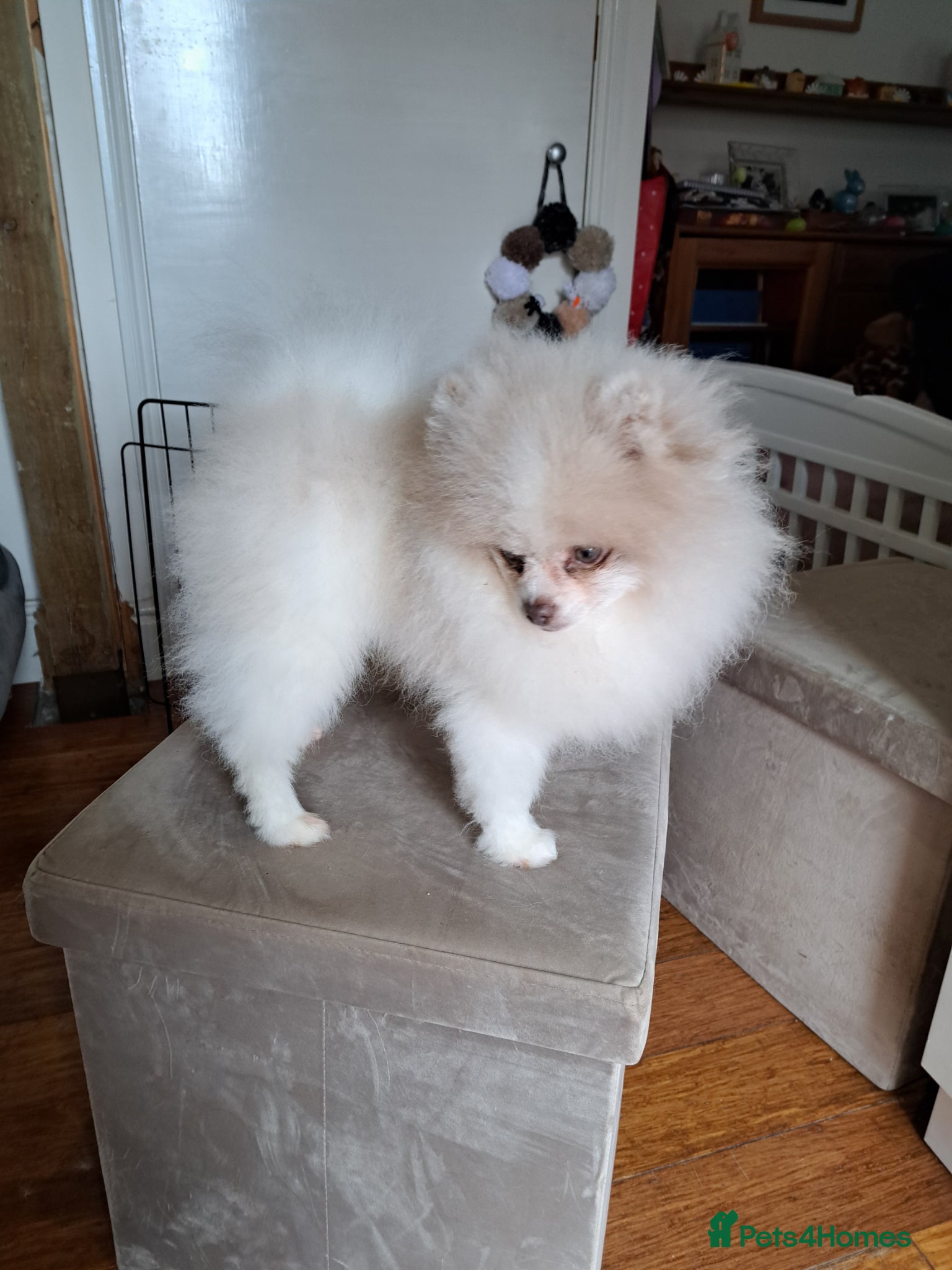 Pomeranian dogs for sale: Gorgeous Pale Lilac Merle Male in Ryde - Advert 3