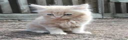 Mixed Breed cats for sale: AMAZING, BEAUTIFUL, CLEVER, HEALTHY KITTENS - Advert 12
