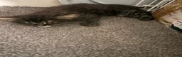 Mixed Breed cats for sale: Kittens long haired half ragdoll  - Advert 2