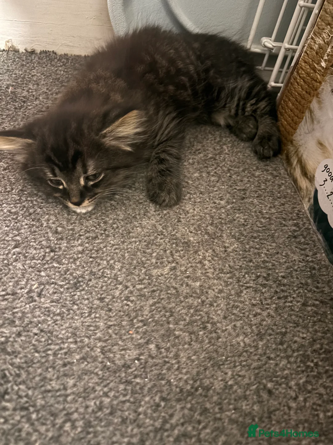 Mixed Breed cats for sale: Kittens long haired half ragdoll  - Advert 2