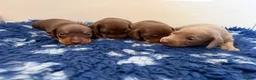 Miniature Dachshund dogs for sale: Beautiful kc registered miniature dachshunds  - Advert 6