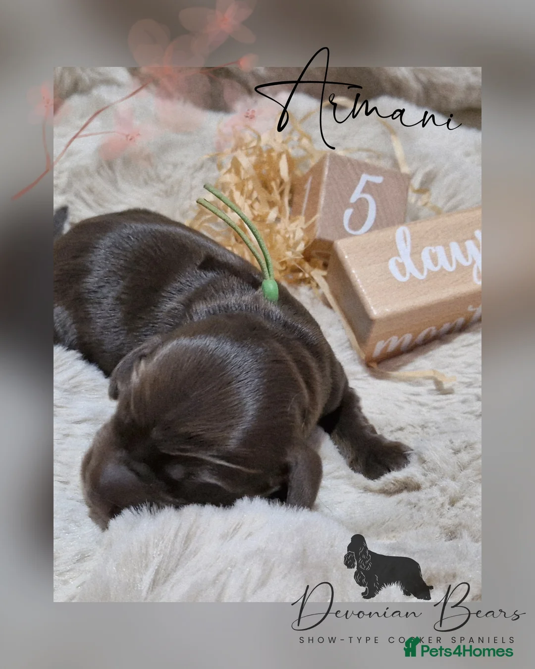 Cocker Spaniel dogs for sale: FULLY Health tested English Cocker Spaniel puppies - Advert 13