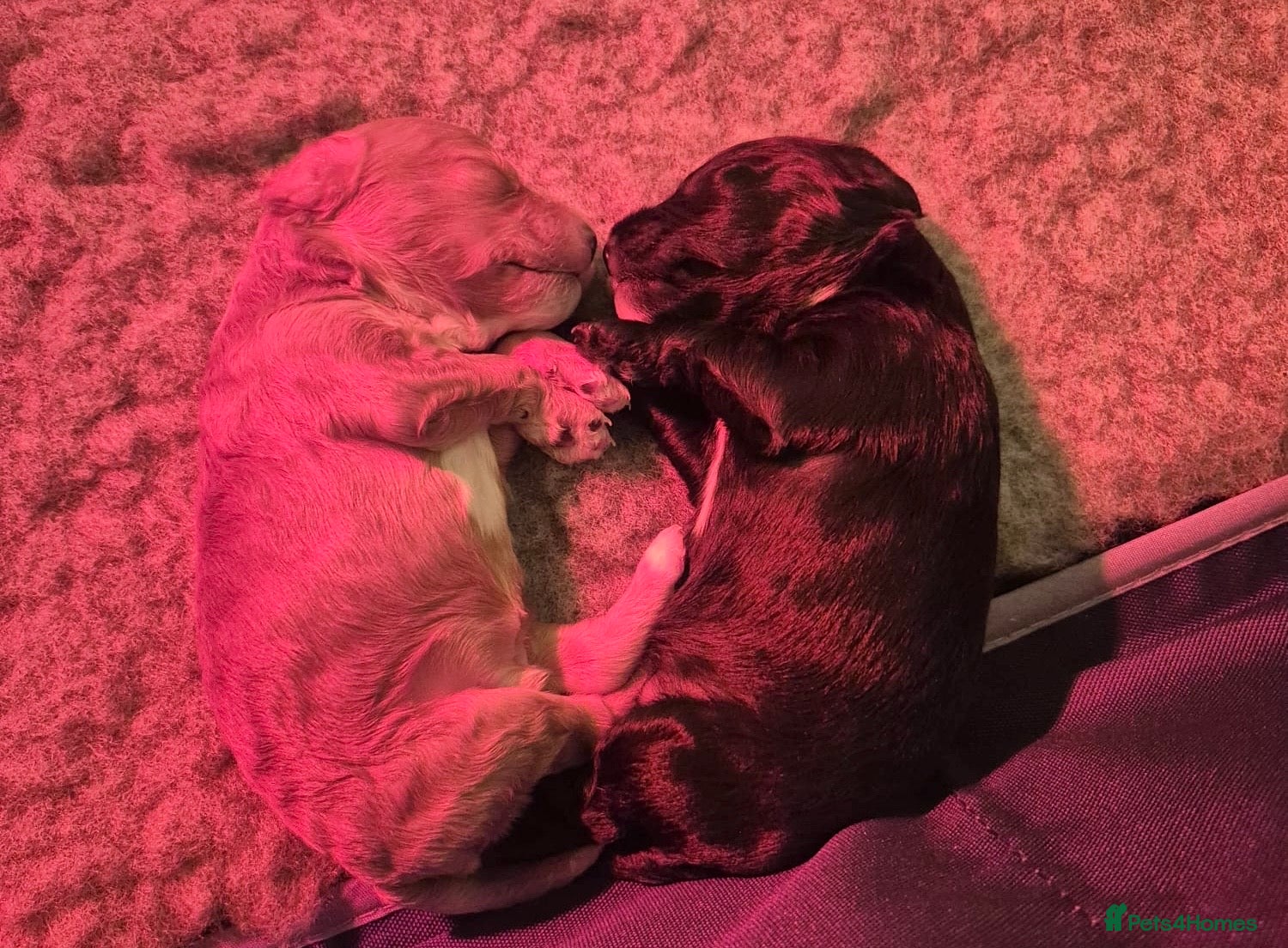 Cavapoo dogs F2 Toy Cavapoo puppies - Advert 15