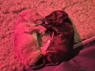 Cavapoo dogs F2 Toy Cavapoo puppies - Advert 15