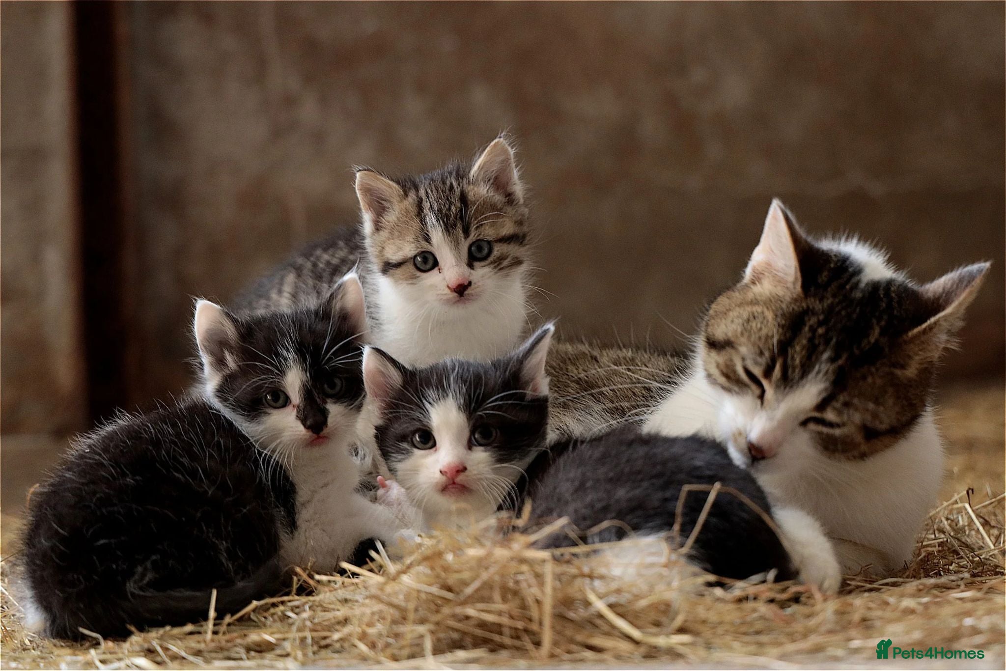 Mixed Breed cats Test advert, do not contact - Advert 1