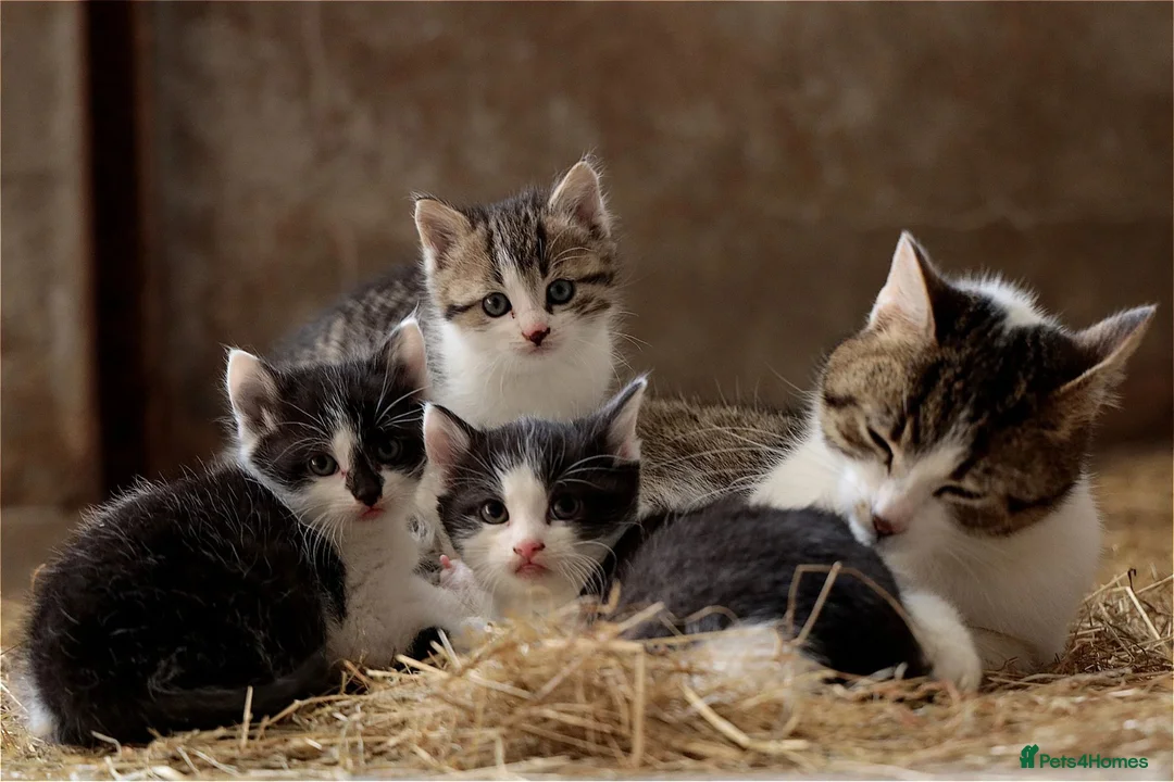 Mixed Breed cats for sale: Test advert, do not contact - Advert 1