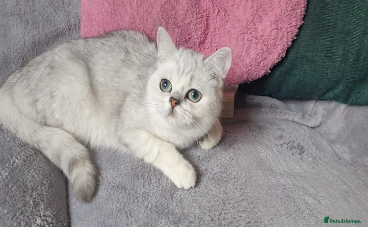 British Shorthair cats in Lancaster - Advert 10