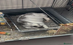 Mixed Breed rabbits for sale: Lovely cuddly bunny - Image 14